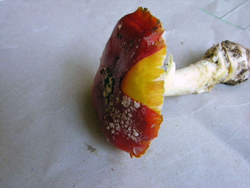 Amanita muscaria